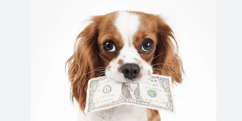 Pet Fee